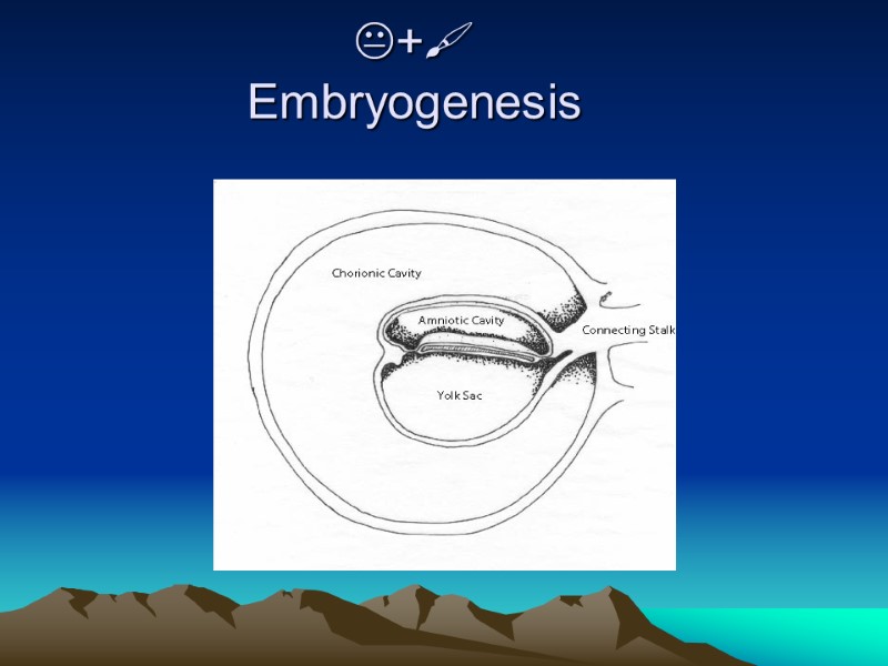 +  Embryogenesis